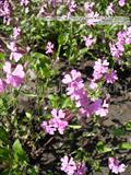 Silene pendula